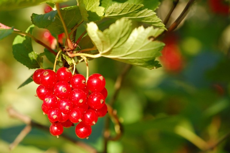 Trồng[-]Ribes[-]rubrum[-](nho[-]đỏ)[-]trị[-]rối[-]loạn[-]tiền[-]mãn[-]kinh